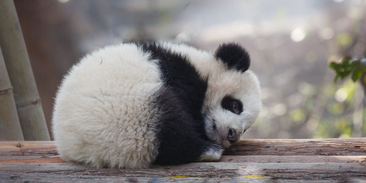 Sleeping Panda; Courtesy of enmyo Shutterstock.com