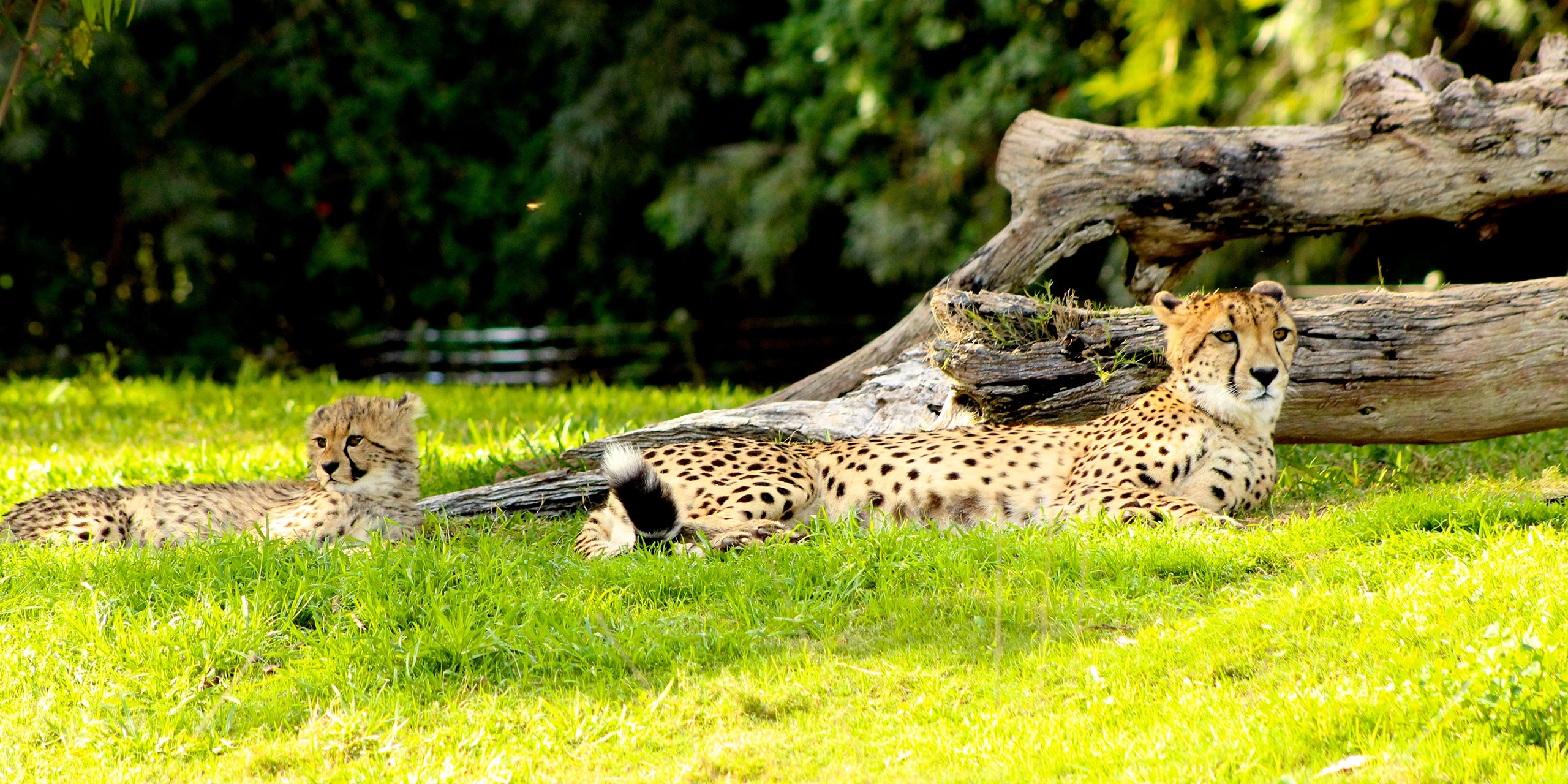 Cheetah; Liz Stepanoff/Shutterstock.com