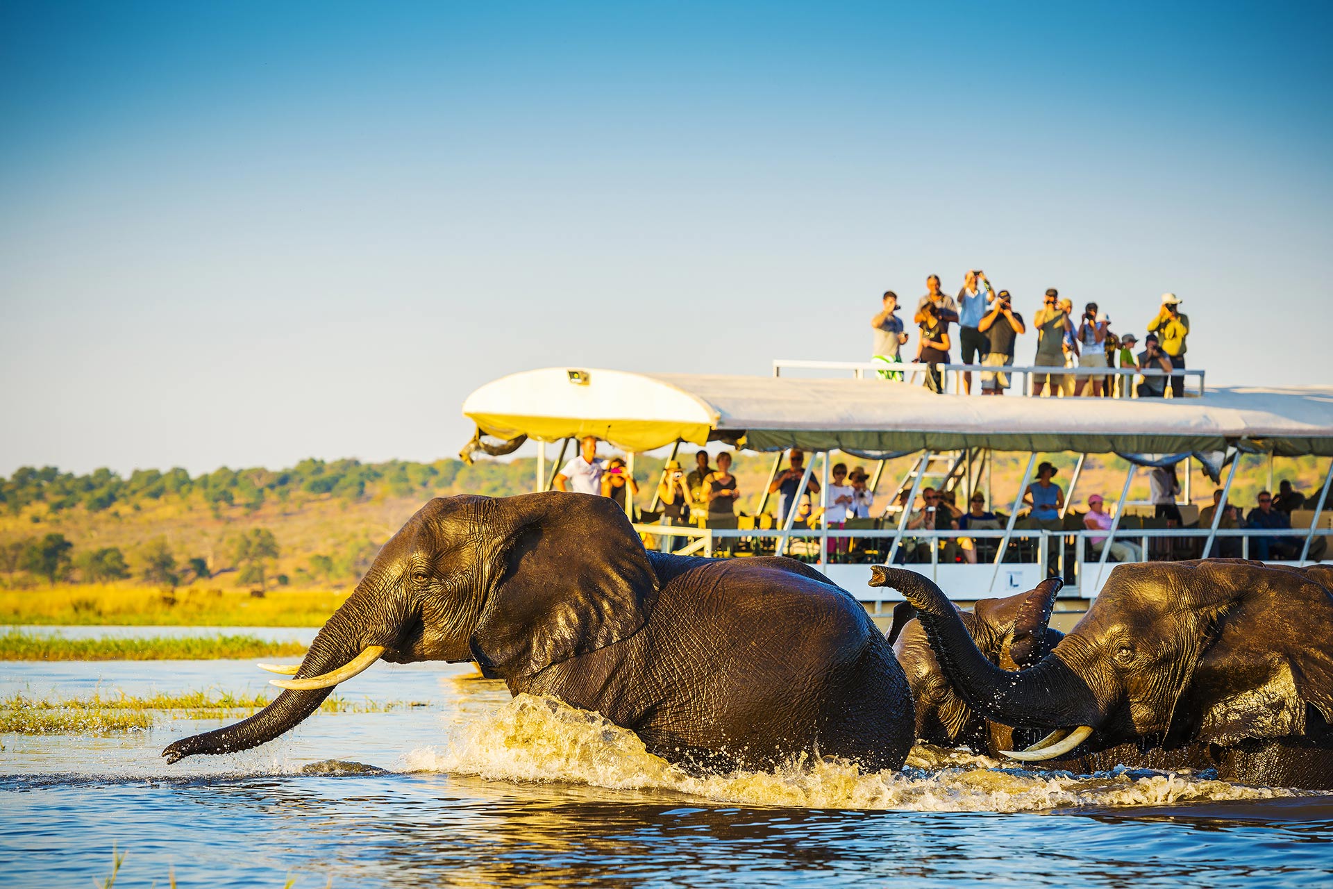 African Safari; Courtesy of THPStock/Shutterstock.com