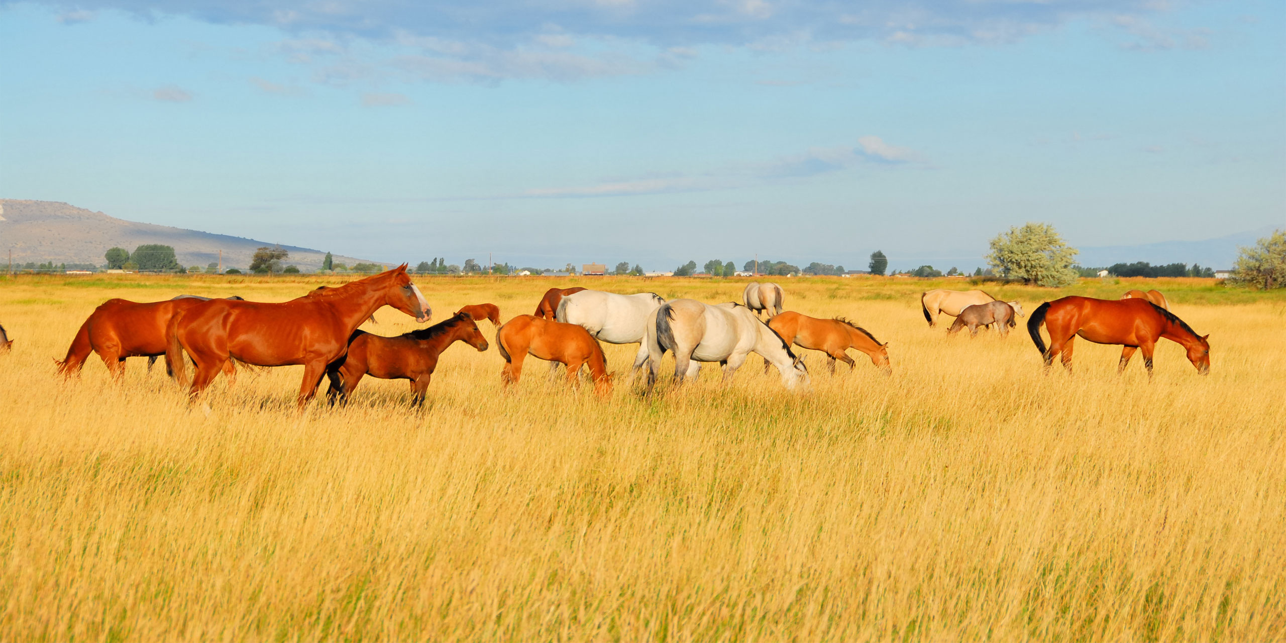 Dude Ranch; Courtesy of Kirk Geisler/Shutterstock.com