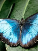 Victoria Butterfly Garden; Courtesy of TripAdvisor Traveler timely_dottie