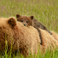 Bear and Her Cub in Alaska; Courtesy of David Rasmus/Shutterstock.com