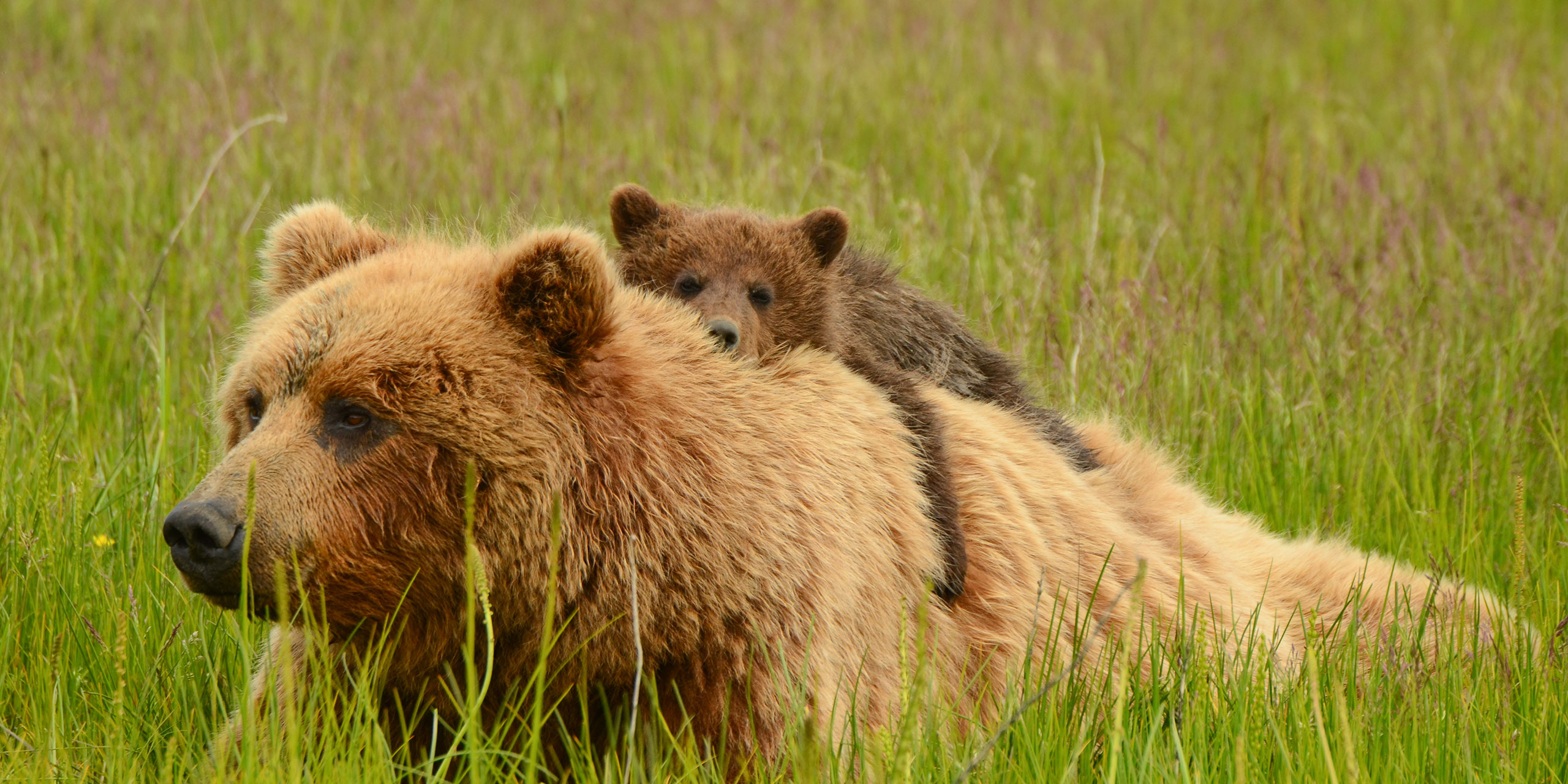 Bear and Her Cub in Alaska; Courtesy of David Rasmus/Shutterstock.com