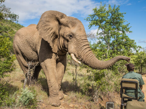 Kruger National Park, South Africa; Courtesy of TUX85/Shutterstock