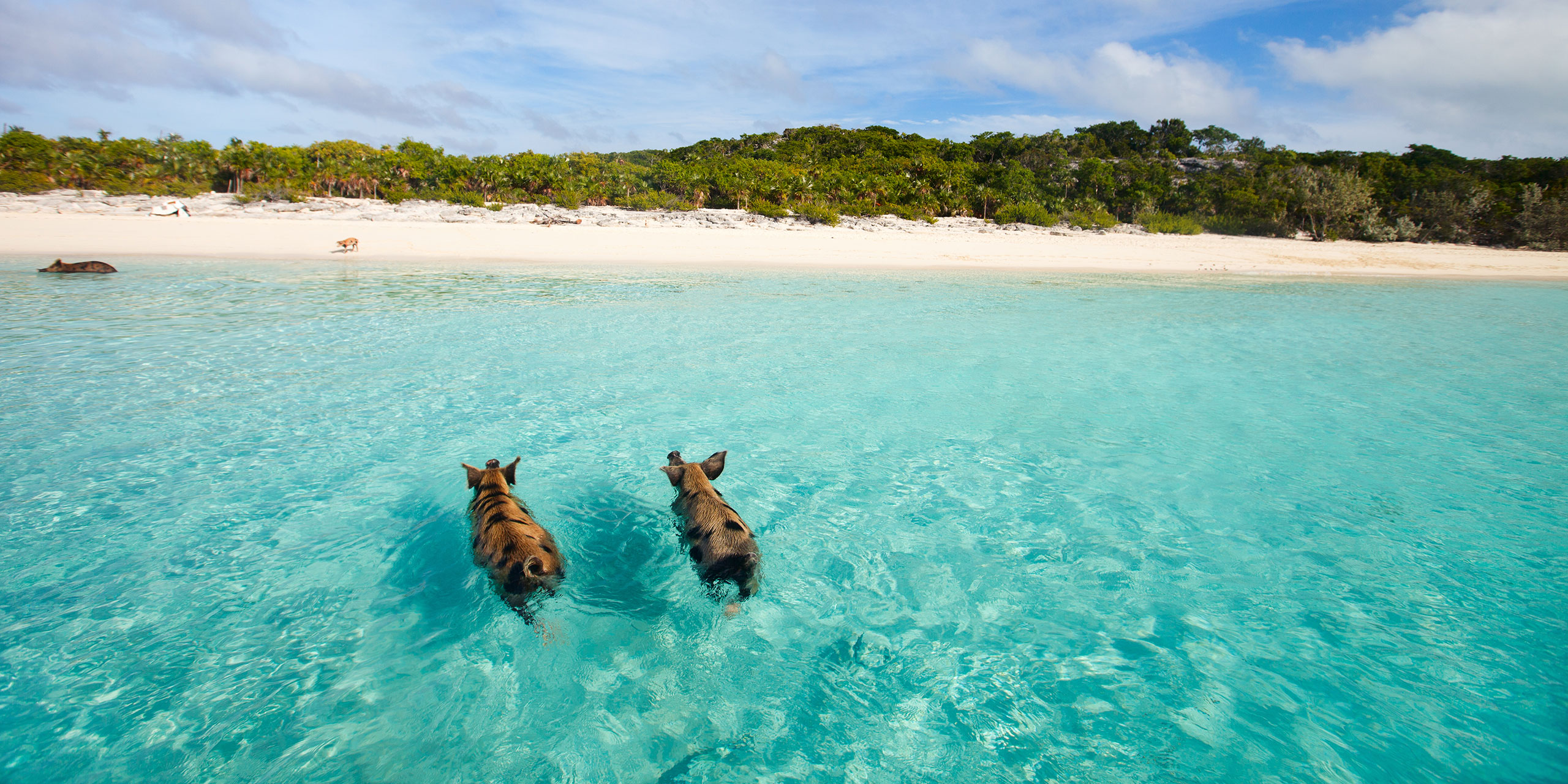 Wild Pigs in the Bahamas