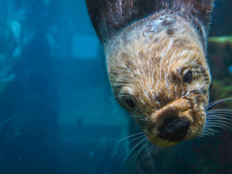 Monterey Bay Aquarium; Courtesy of Knmata/Shutterstock