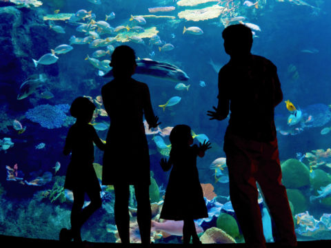 Silhouettes of a family at the aquarium